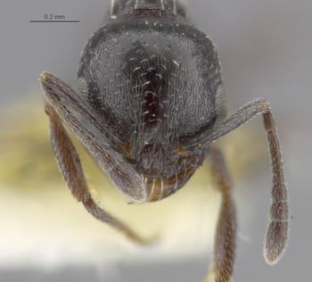 Media type: image;   Entomology 29079 Aspect: head frontal view